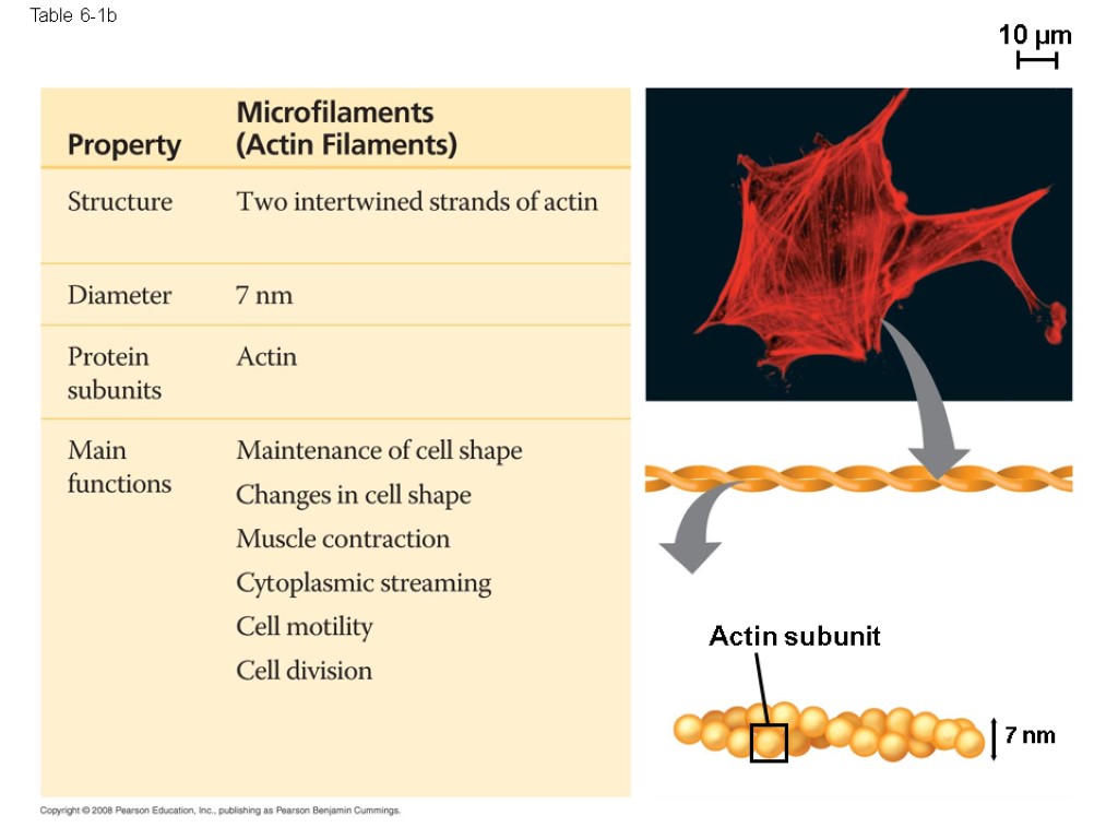 Table 6-1b Actin subunit 10 µm 7 nm